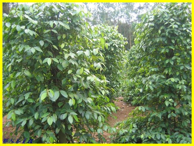 informat_1512007902965
