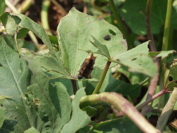 informat_1544692072343