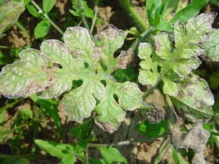 informat_1544692434717