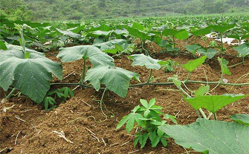 informat_1545270313001