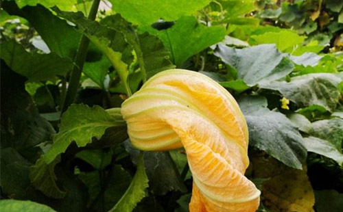 informat_1545271081018