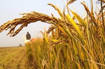 informat_1545271287720