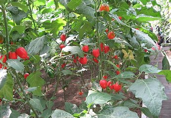 informat_1545271488314