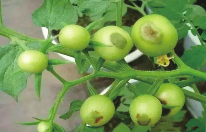 informat_1550629416379