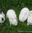 informat_1550798305111