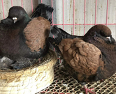 informat_1550799484256 informat_1550799484256