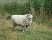 informat_1550799916789