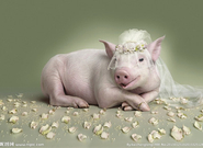 informat_1550800920477