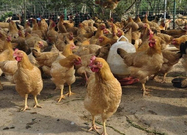 informat_1551079590606