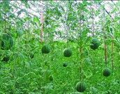 informat_1551142209392