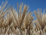 informat_1551147338947