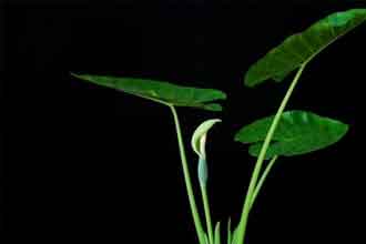 informat_1551315045937