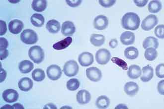 informat_1551318335160