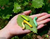 informat_1551834938455