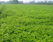 informat_1551836528957