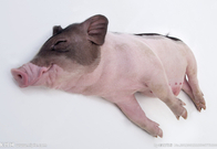 informat_1551836889918