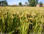 informat_1552006671370