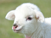 informat_1552008969809