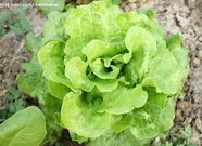 informat_1552351878727