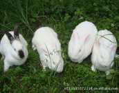 informat_1552894177512