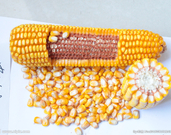 informat_1552957317467