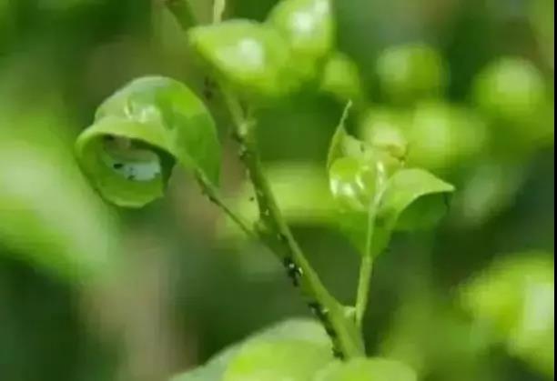 1560389018057007830