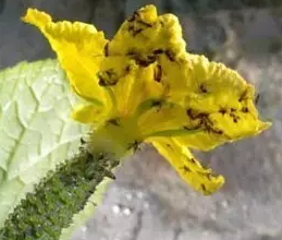 1596593753273025201