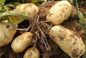 informat_1596528956561 informat_1596528956561