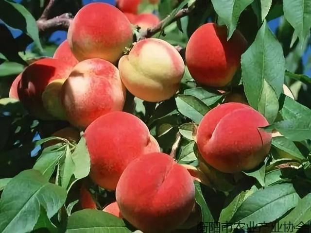 informat_1596529256977