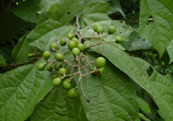 informat_1596532939709