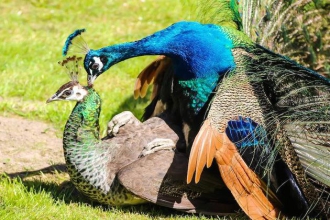 informat_1599641316832