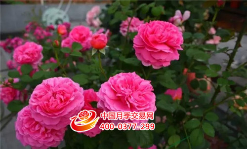 月季花.JPG