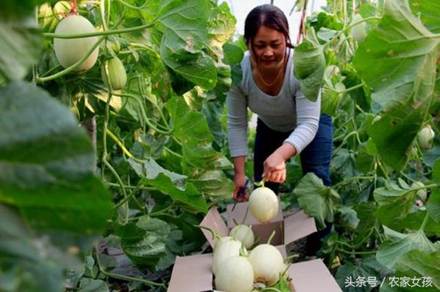 农民紧抓市场先机，不仅利用大棚，更利用电商，一年净赚二十万