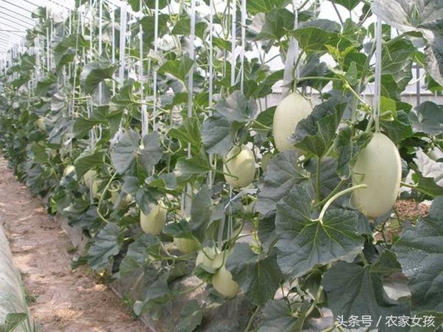 农民紧抓市场先机，不仅利用大棚，更利用电商，一年净赚二十万