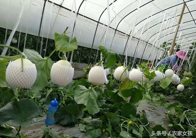 农民紧抓市场先机，不仅利用大棚，更利用电商，一年净赚二十万