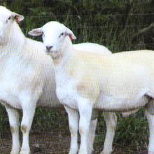 563.jpg