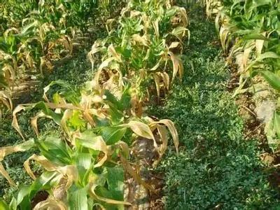 1559004691911053904.jpg 0501.jpg