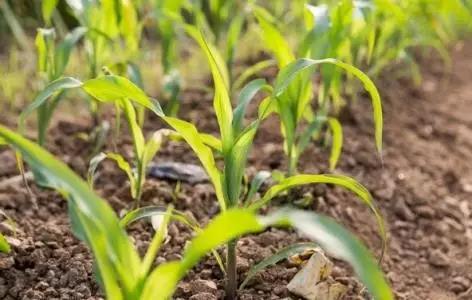 1559004726507055938.jpg 0503.jpg