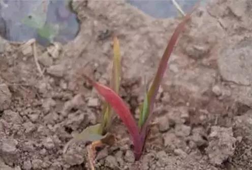 1559004736073025107.jpg 0504.jpg