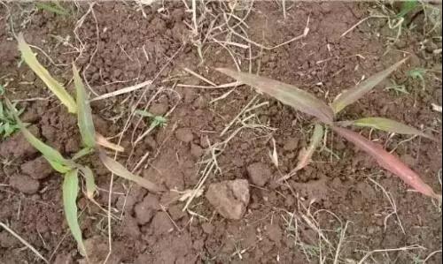 1559004748016084532.jpg 0505.jpg