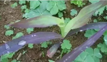 1559004769291001181.jpg 0507.jpg