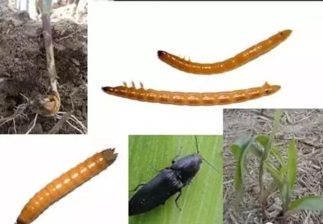 1559004778927021343.jpg 0508.jpg