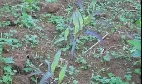 1559004788363012351.jpg 0509.jpg