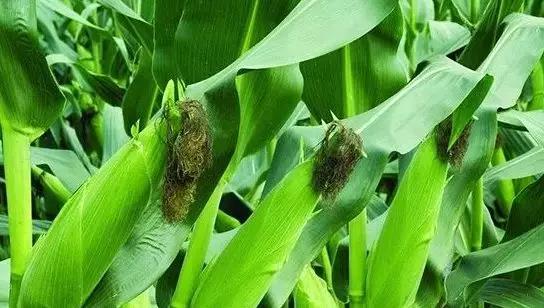 1559006647779023672.jpg 11.jpg