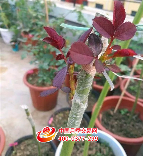 月季芽接.JPG