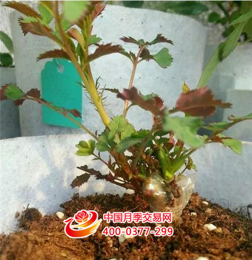 月季芽接.JPG